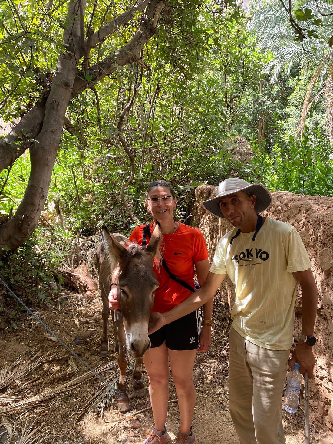 Rencontre avec un âne dans une oasis